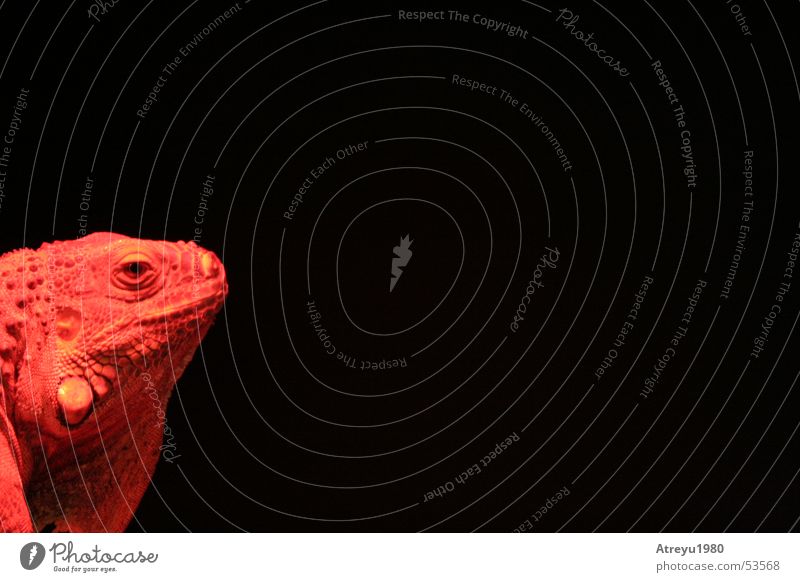 1/6 Leguan Leguane Echsen Reptil rot schwarz heiß Physik Tier Grüner Leguan Haustier Wärme atreyu Blick