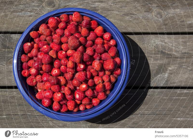 reiche (Erdbeer-) Ernte Erdbeeren geerntet Früchte Rosengewächs rot Beeren Frucht süß frisch saftig reif geschmackvoll lecker Obst Sommer Schüssel blau Holz