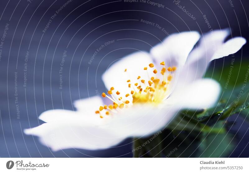 Ein Hauch von weißer Blüte Blütenstempel Sommer Makrofoto erblühen Blume aufblühen leuchtend Natur Nahaufnahme gelb weiß Blütenblatt Blühend Heckenrose schön