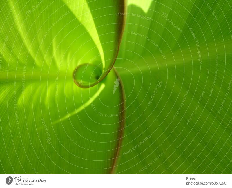 Neues Blatt vom Blumenrohr entrollt sich Zierpflanze staude dekorativ imposant exotisch Canna Spirale Kurve Wachstum Photosynthese Hintergrund