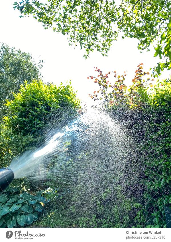 Die Pflanzen im Garten wässern gießen Wasser Sommer Bewässerung Trockenheit Natur Licht und Schatten Wasserschlauch Gartenbrause Wasser sparen