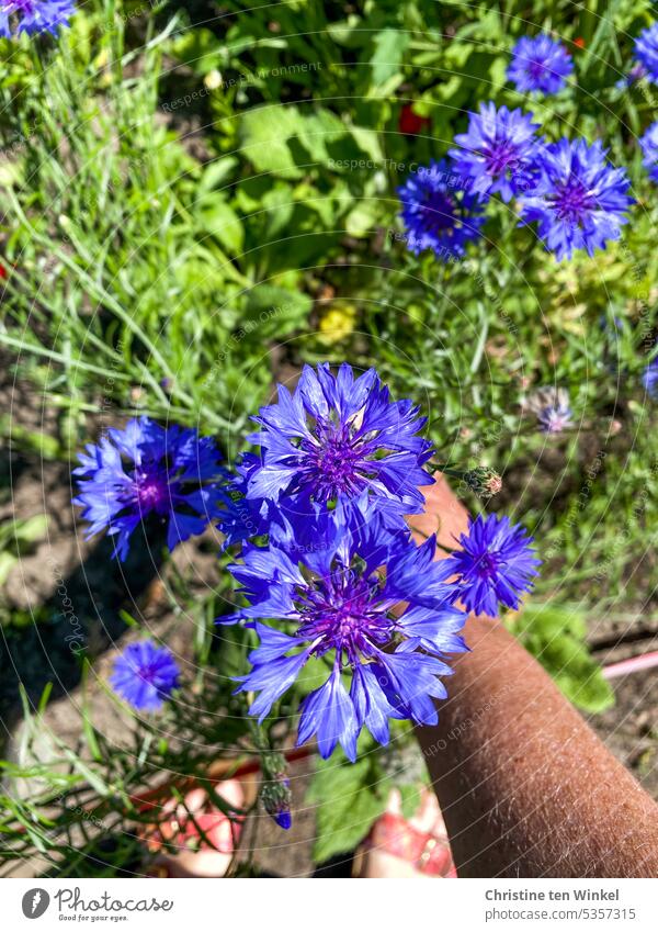 Die Kornblumen im Garten bewundern Natur Sommer Blumen Sommerblumen blaue Blumen natürlich blühen natürliches Licht Blütezeit blühende Blumen Unterarm Füße