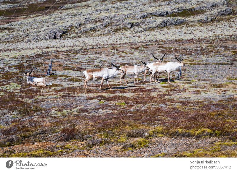 Freundliche Gesichter - Rentiere im isländischen Sommer malerisch Gelände laufen wandernd weiß Island mit Hufen Herde natürlich Natur nomadisierend Weidenutzung