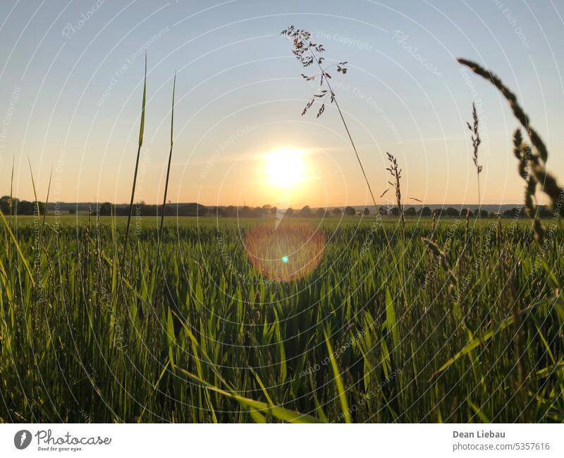 Die Sonne lässt ihr Licht über einem Feld Natur Sonnenuntergang Sommer grün warm Himmel