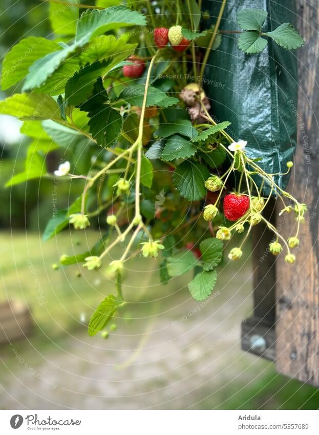 Hängender Erdbeergarten Erdbeeren Garten Ernte Erdbeerpflanze Sommer rot gesund Frucht fruchtig Gesunde Ernährung frisch lecker Vitamin süß Urban gardening