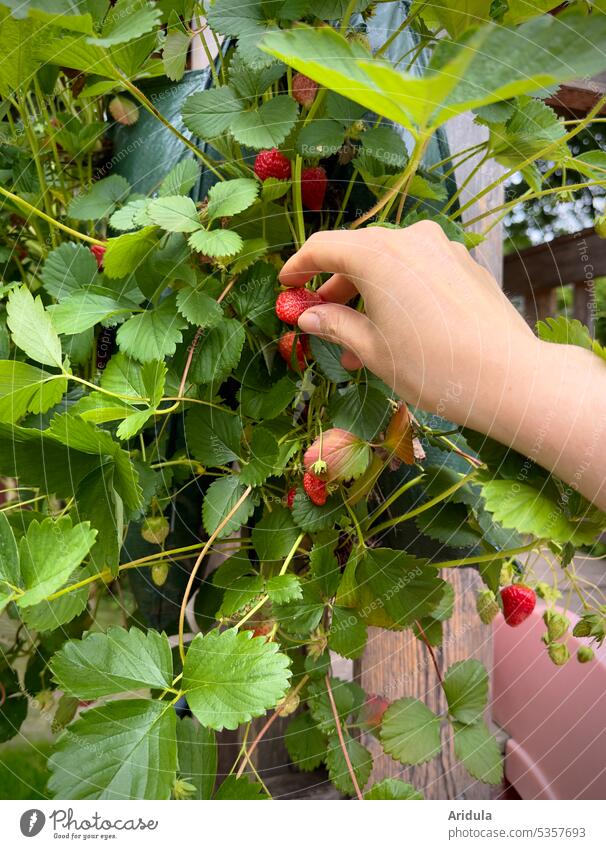 Hängender Garten | Eine Hand pflügt eine Erdbeere Erdbeeren ernten pflücken Ernte Erdbeerpflanze Sommer rot gesund Frucht fruchtig Gesunde Ernährung frisch