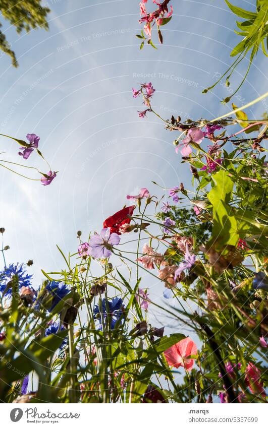 Wildwiese Froschperspektive Tag Außenaufnahme mehrfarbig Wachstum Duft Blühend Wiesenblume Blume Schönes Wetter Sommer Frühling Wolkenloser Himmel Pflanze Natur