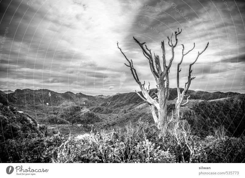 Pinnacle hike - HaDeäR Natur Landschaft Himmel Wolken Frühling Schönes Wetter Wind Pflanze Baum Gras Sträucher Moos Urwald Hügel ästhetisch Ferne einzigartig