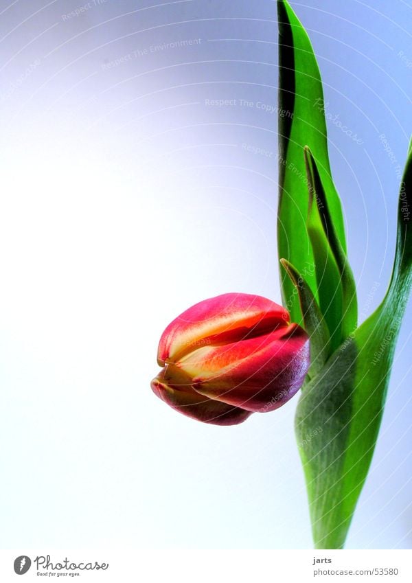 Tulpe Blume Blatt Blüte rot grün Frühling jarts batman
