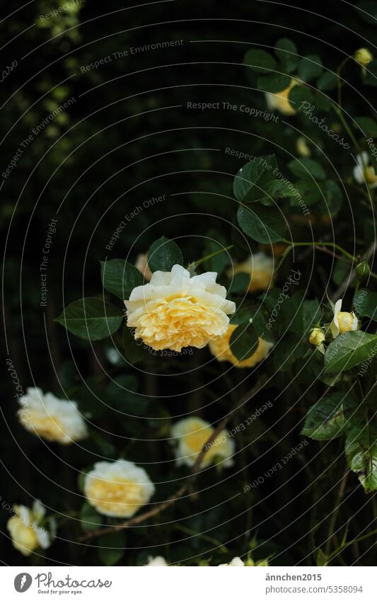 gelbe Rose am Rosenstrauch im schattigen Garten hängend Sommer Schatten Pflanze Natur Blume Blüte schön Nahaufnahme Duft Menschenleer Romantik Blühend
