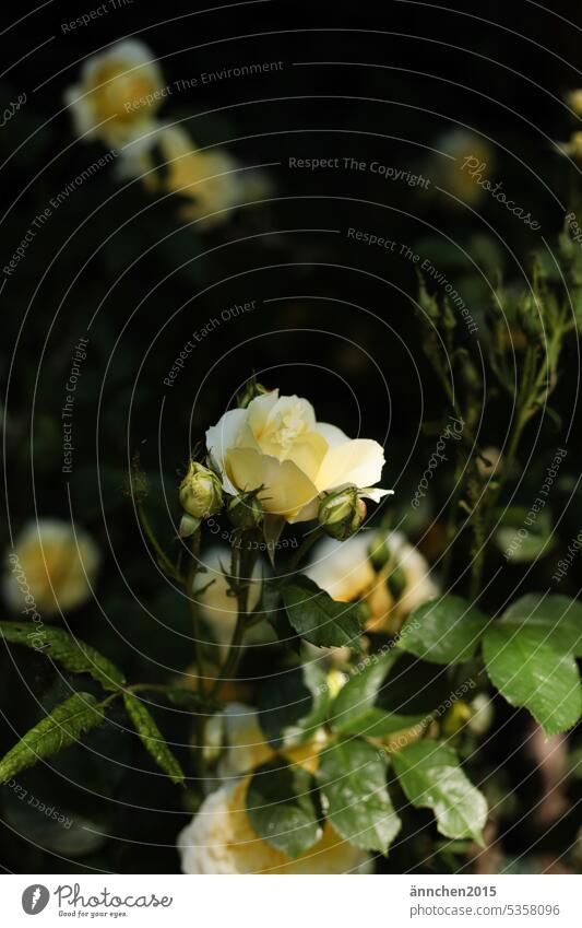 gelbe Rosenknospe am Rosenstrauch im schattigen Garten Liebe romantisch duftend Sommer Sonne Natur Park Blüte Romantik Nahaufnahme Blume Duft Detailaufnahme