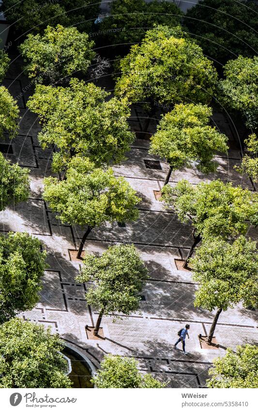Blick von oben in einen Hof mit ordentlich in Reihen gepflanzen Obstbäumen und einer Besucherin Garten Draufsicht Bäume Orangen Süden Ordnung Anordnung Abstand