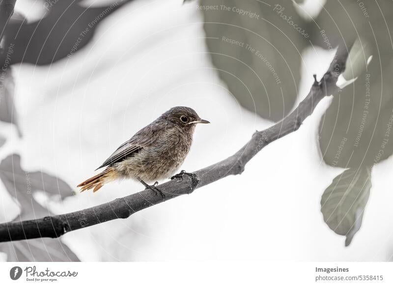 Hausrotschwanz. Flauschiges Küken. Junger Vogel (phoenicurus ochruros) sitzt auf einem Ast sitzen hintergrund Tier Hintergrund schön Vogelbeobachtung Birdie