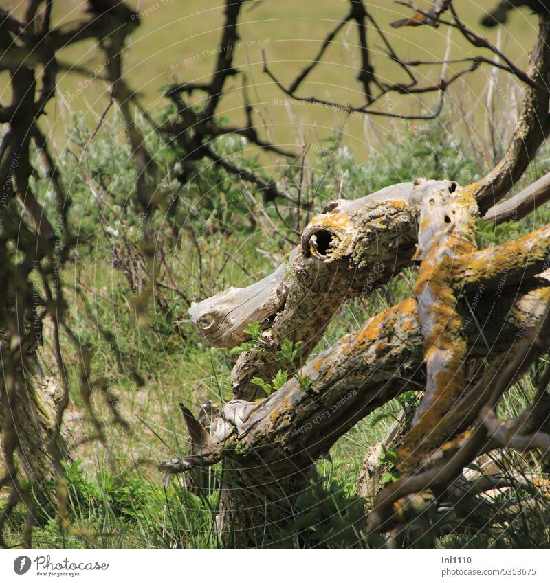 Fabelwesen im Holunderstrauch Dünen Äste Flechten verwittert vergänglich Einbildung Fantasie Kopf Fantasiegebilde falsche Vorstellung Schlangenkopf Loch Ness