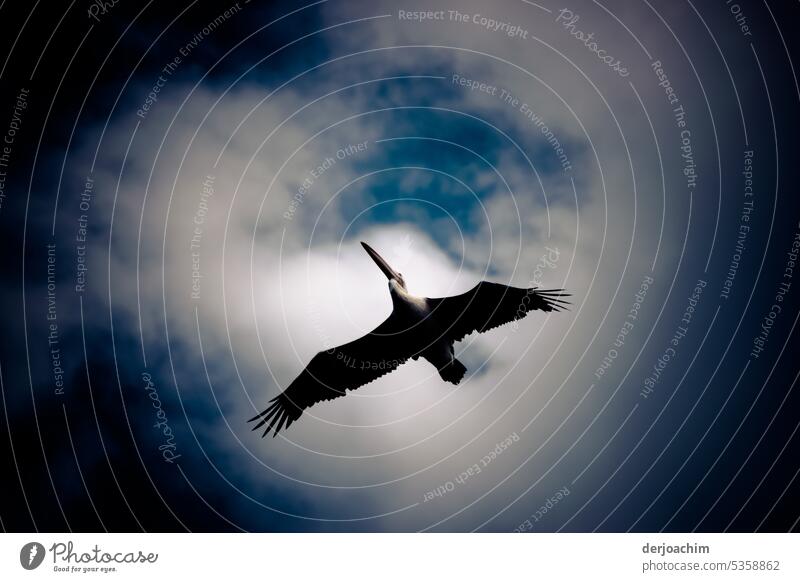 Und sie fliegen wieder ,die Pelikane. fliegende Vögel frei Himmel Natur Luft Außenaufnahme Flügel Vogel Tier Freiheit Menschenleer Bewegung Umwelt Vogelflug