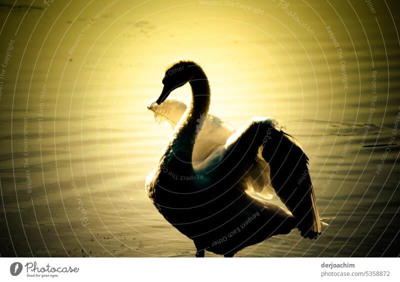 An den Weihern, ein Schwan in der Abend Sonne . See Vogel weiß Natur Teich elegant Feder Tier Wasser Reflexion & Spiegelung Flügel Schnabel Hals Außenaufnahme