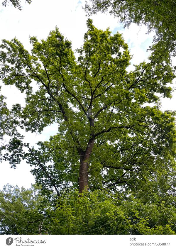 Eine mächtige Eiche streckt sich dem Himmel entgegen: grün, lebendig und wunderschön. Baum Bäume gross stark kräftig Natur Pflanze groß Wald alt Umwelt