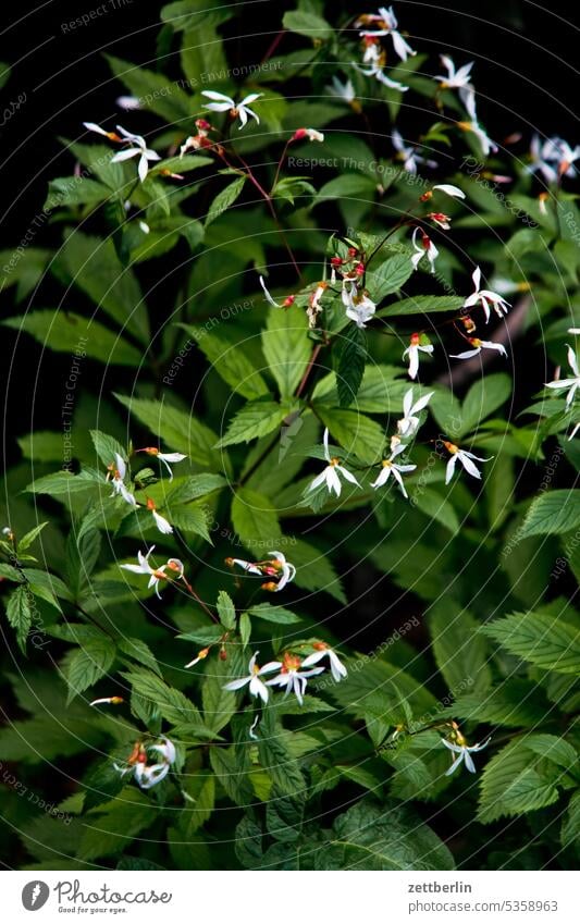 Nördliche Dreiblattspiere ast blühen blüte erholung erwachen ferien frühjahr frühling frühlingserwachen garten hecke kleingarten kleingartenkolonie knospe