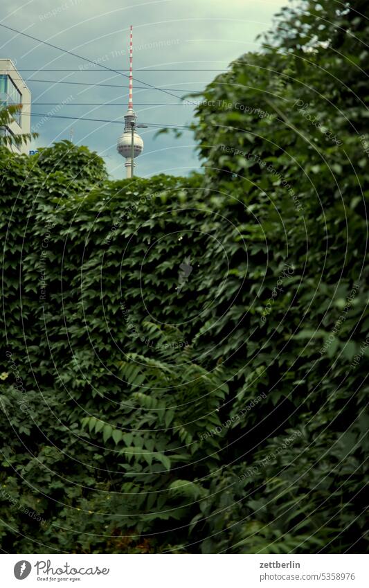 Fernsehturm hinter einer Hecke architektur berlin büro city deutschland fassade fenster froschperspektive gebäude hauptstadt haus himmel hochhaus innenstadt