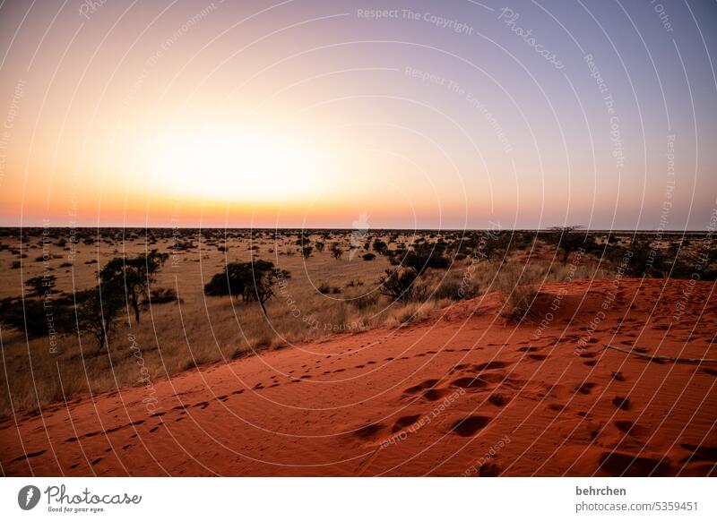 das erste licht des tages Düne beeindruckend Sand Wärme träumen Morgendämmerung Sonnenaufgang Kalahari Namibia Ferne Afrika Fernweh reisen Farbfoto Landschaft