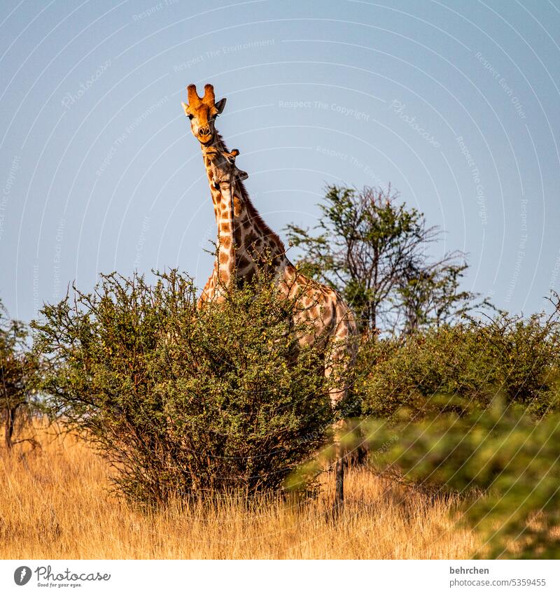 wärmendes | kuscheln Tierjunges Tierfamilie Kuscheln wild Afrika Namibia Außenaufnahme Ferne Fernweh Farbfoto Freiheit Ferien & Urlaub & Reisen Landschaft