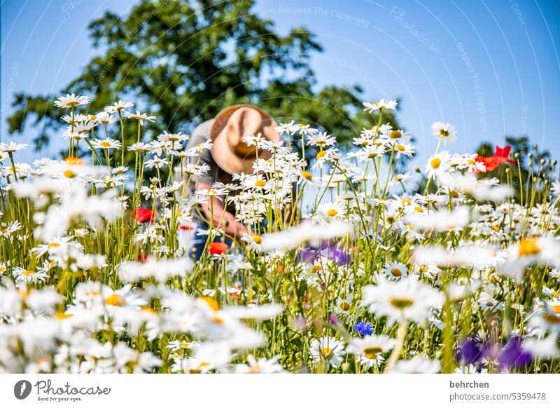 abgetaucht Margarite Mohn Unschärfe Schönes Wetter Garten Sommer prächtig Blühend schön Außenaufnahme leuchtend Blume Sonnenlicht Wiese Blütenblatt Wärme Umwelt