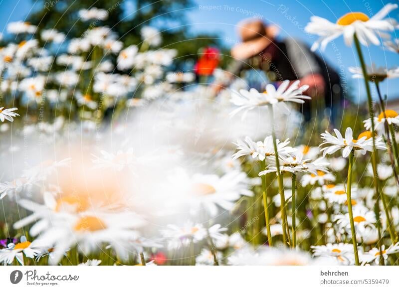 blümchenwiese gärtnern Gärtner Mann Pflanze Blüte blühen Natur duftend Duft sommerlich wunderschön Farbfoto Umwelt Wärme Blütenblatt Wiese Sonnenlicht Blume