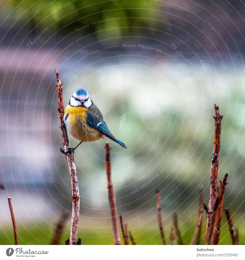 kleine meise Tierschutz Singvögel Menschenleer Tierporträt Wildtier Blaumeise Feder Schnabel Natur Farbfoto niedlich hübsch Vogel Außenaufnahme Tierliebe Garten