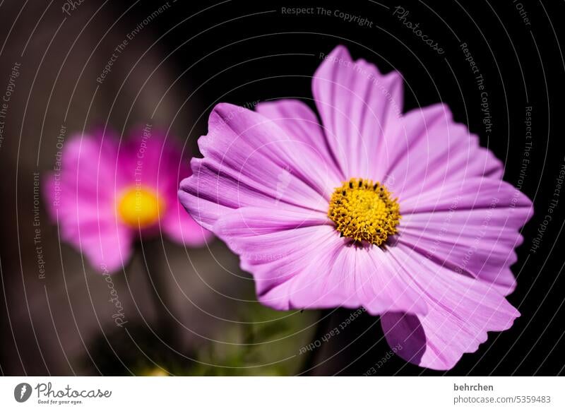blüte leuchtend prächtig Cosmea schön Nahaufnahme Wiese blühen Blüte Farbfoto Außenaufnahme Blume Blütenblatt Garten Sommer Duft Pflanze Natur wunderschön