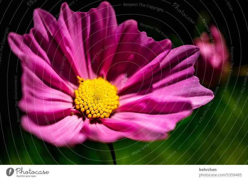 schönheit wunderschön Natur Pflanze Duft Sommer Garten blühen Blüte Farbfoto Außenaufnahme Blume Blütenblatt Wiese Nahaufnahme Cosmea prächtig leuchtend