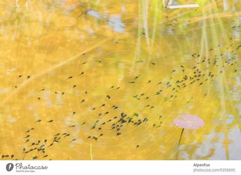 linientreue Kaulquappen Wasser See Natur Tier viele Schwarm Tiergruppe Teich Außenaufnahme Farbfoto Menschenleer Schwimmen & Baden Wildtier Seerosenblatt