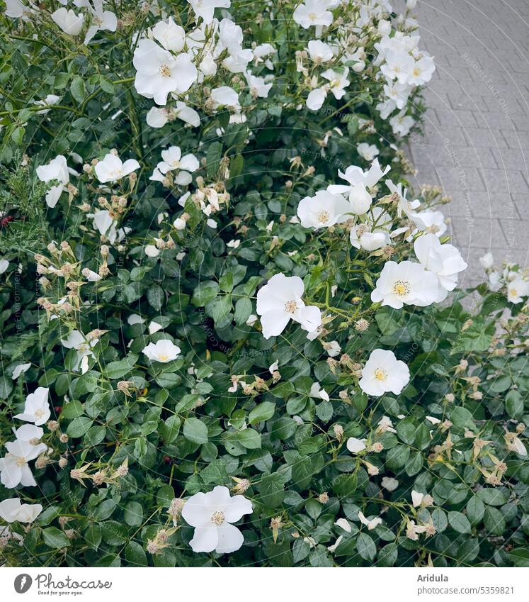 Stadtbegrünung | Weiße Wildrose mit Pflastersteinen Rose weiß Strauch Grün Blüten Blätter Sommer Fußweg Gehweg urban