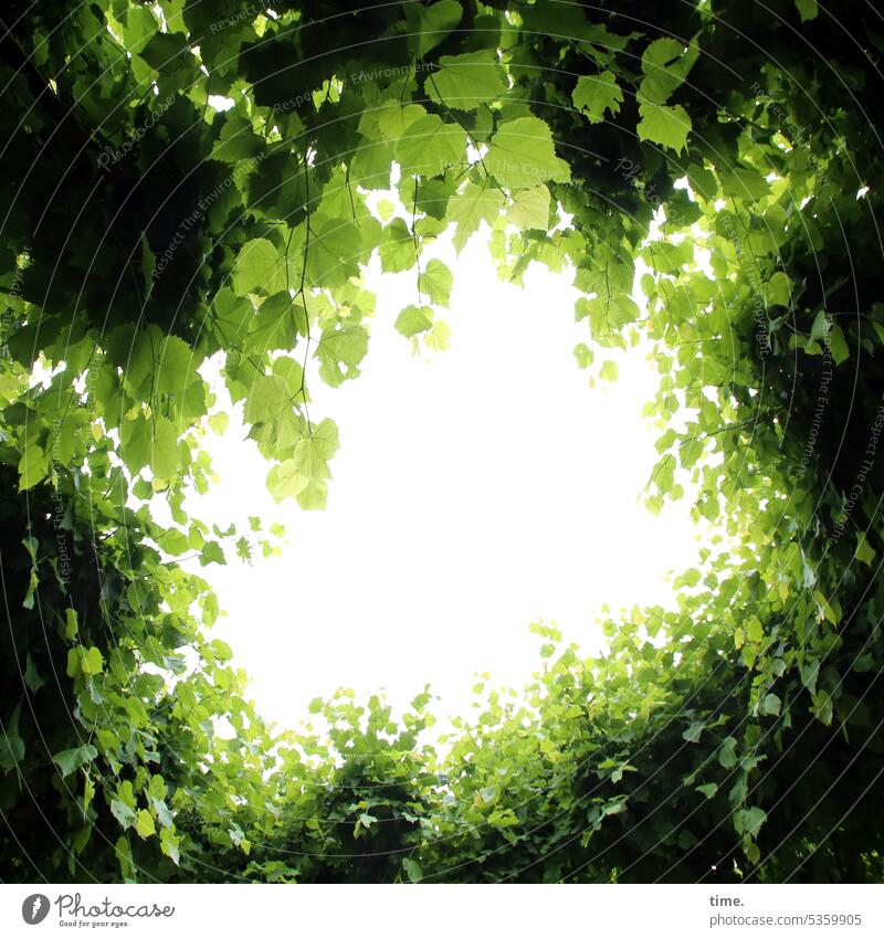 Froschperspektive | The Light Above Loch Busch Hecke Blätter Himmel Grüntöne grün Sommer frisch Kreis rund Natur Garten blenden oben Sommerlinde