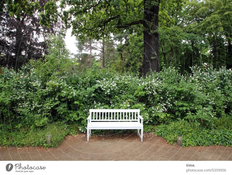 weiße Bank im grünen Park Pause ausruhen Pflanzen Baum Weg Holzbank weiß gestrichen Sitzgelegenheit Einbuchtung Natur Busch Umwelt Erholung blühen Flora