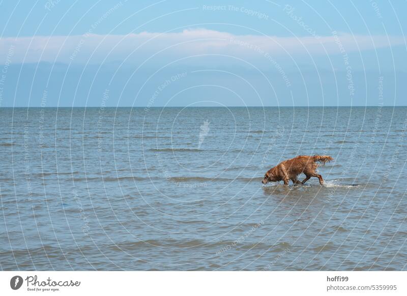ein Hund läuft bei auflaufendem Wasser durch das Wattenmeer Nordsee Strand Reinrassig Tierporträt Wattwandern Freude 1 rennen Bewegung Lebensfreude Sonnenlicht