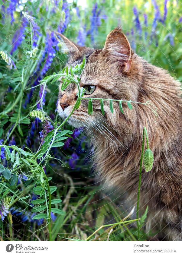 Meine Maine Coon Katze ist mal nach draußen gehuscht und inspiziert jetzt meine Sommerblühwiese. maine coon katze Fell fluffig katzenhaft Langhaarige Katze