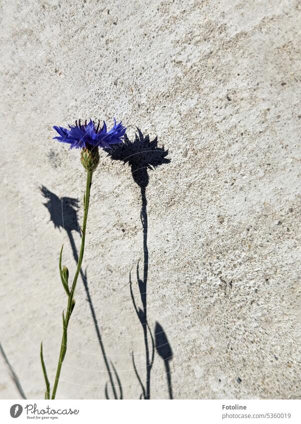 Eine schöne blaue Kornblume wirft Schatten gegen eine triste graue Betonwand. grün wachsen Wachstum Sonnenlicht hell warm Wand Außenaufnahme Pflanze Mauer Tag