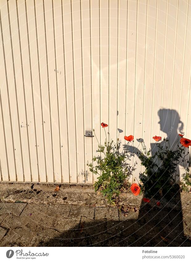 Warum ich den Mohnblumen vor meinem Garagentor gestatte zu bleiben? Na deswegen. Mit meinem Schatten kann ich da schön spielen. Blüte Blume rot Sommer Pflanze