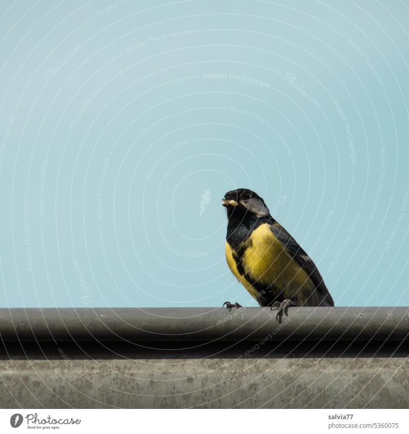 Froschperspektive | Kohlmeise sitzt auf der Dachrinne mit Futter im Schnabel Vogel Meise Himmel Farbfoto Tier Ornithologie Natur Singvogel Außenaufnahme