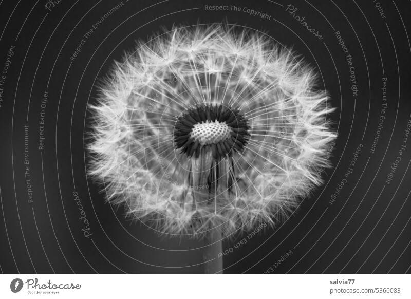 Pusteblume vor dunklem Hintergrund Löwenzahn Samenstand Schwarzweißfoto Kontrast Blume Pflanze Natur Makroaufnahme Leichtigkeit filigran weich leicht Blüte