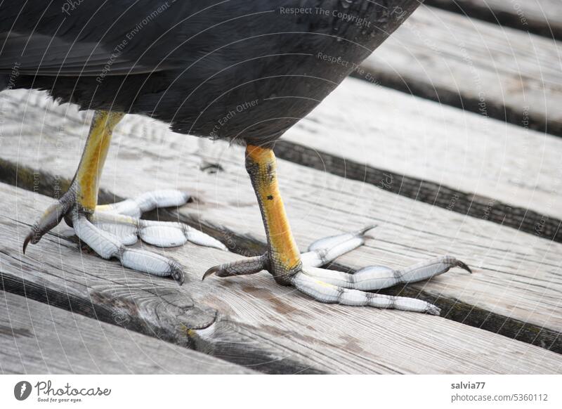 Laune der Natur | Zehen mit Schwimmlappen Blässhuhn Vogel Wasservogel Ornithologie Fulica atra Tier Tierwelt Wasservögel Füße stehen Holz Blässralle