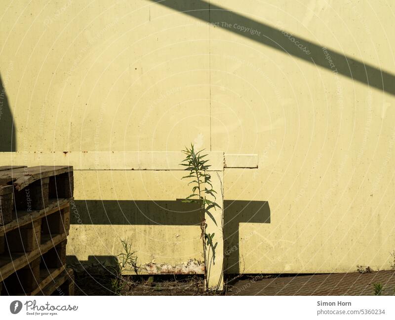 Stahlträger, Paletten und Pflanze vor einer gelben Wand im Sonnenlicht Zenit Schatten versiegelt Brache Industrie Stapel Stillleben Arbeit & Erwerbstätigkeit