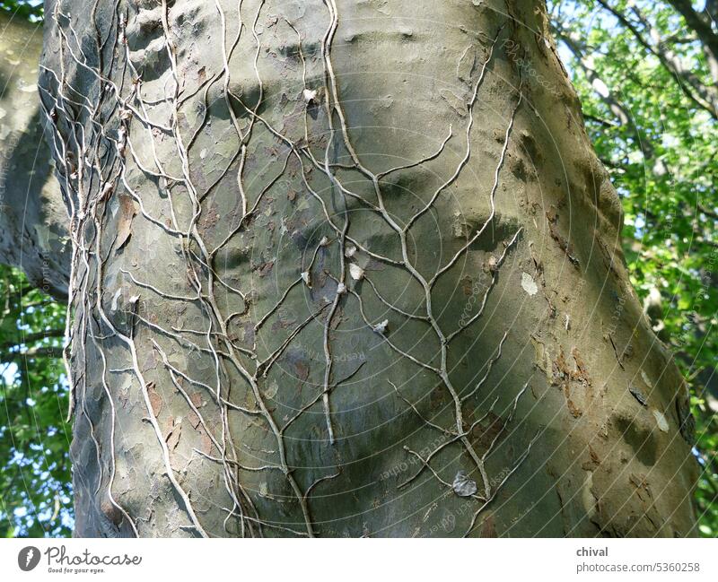 Platane mit Efeu-Spuren Baum Ader geädert Stamm Rinde Sommer