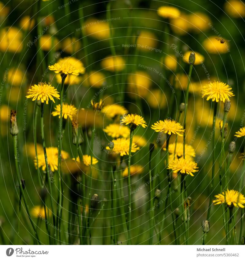 Blumensuchbild: Biene Ferkelkraut Gewöhnliches Ferkelkraut Hypochaeris radicata Natur Frühling Blüte Pflanze Nahaufnahme schön Garten wild Wildpflanze