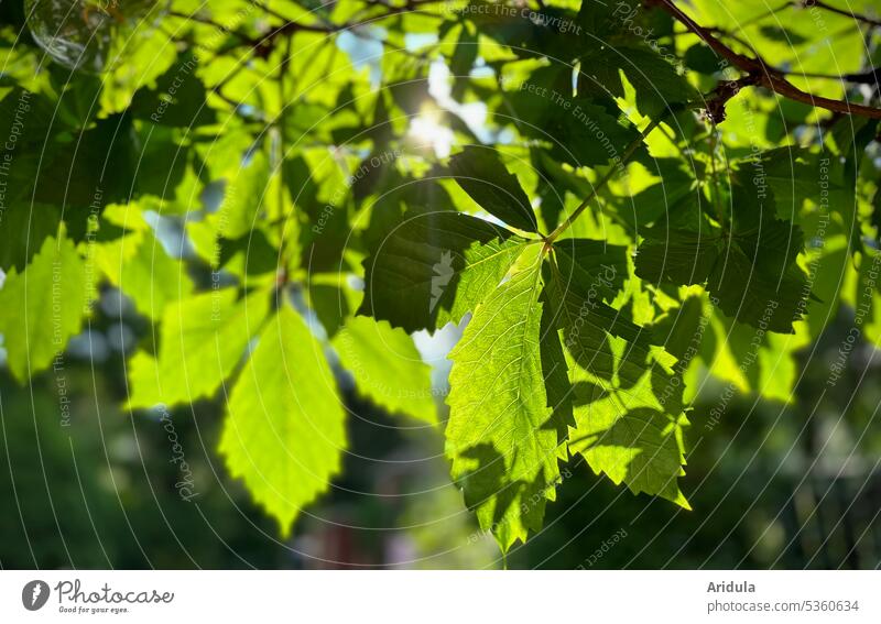 Weinblätter im Sonnenlicht grün Natur Blatt Blätter Licht Pflanze Gegenlicht Rankpflanze Schatten Unschärfe Schönes Wetter Sommer