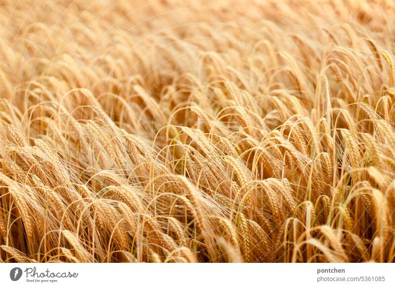 blick auf ein kornfeld. landwirtschaft getreidefeld hungerkrise Getreide Nutzpflanze Kornfeld Ackerbau Pflanze ökologisch Ernte Menschenleer wachstum anbau