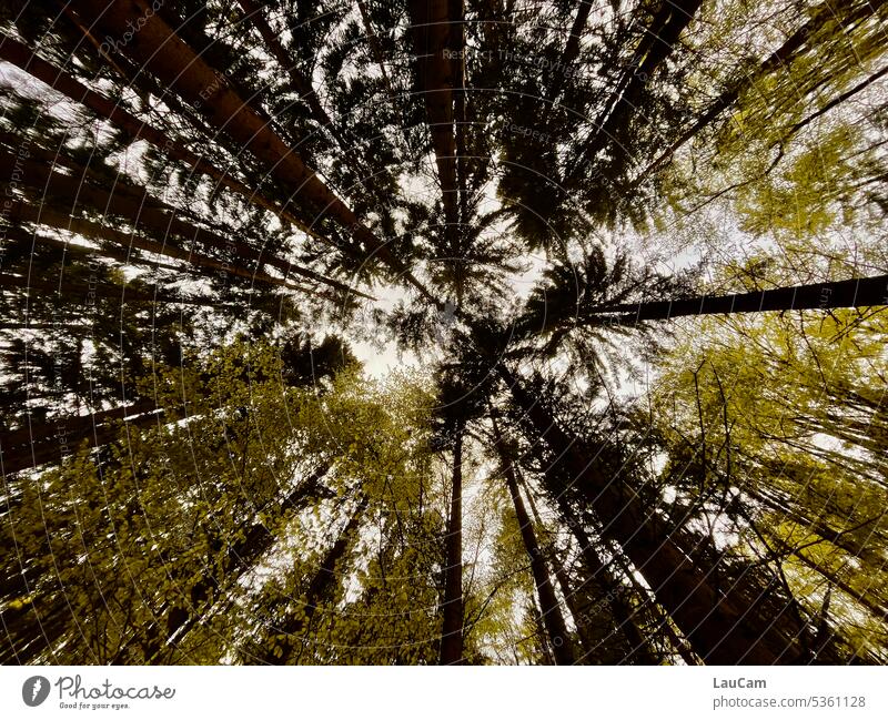 Froschperspektive|Bäume in voller Länge Baum Baumstämme Wald Baumkrone Himmel Baumstamm Natur Umwelt Forstwirtschaft Waldsterben Holz Abholzung Nutzholz