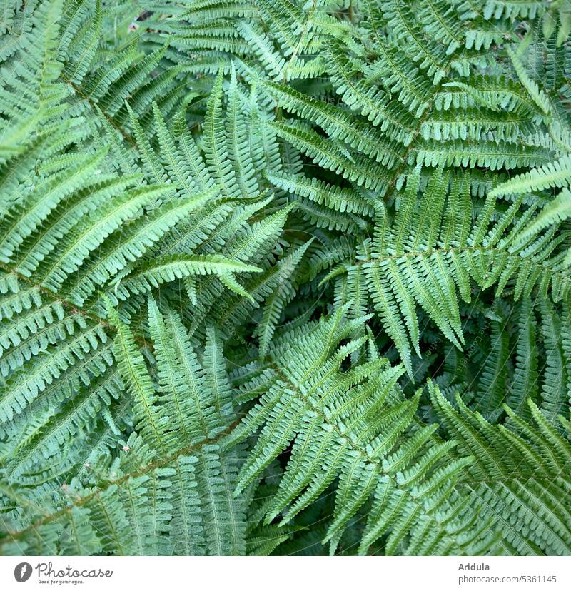 Farn grün Natur Pflanze Außenaufnahme Wald Blatt Farnblatt Blattgrün