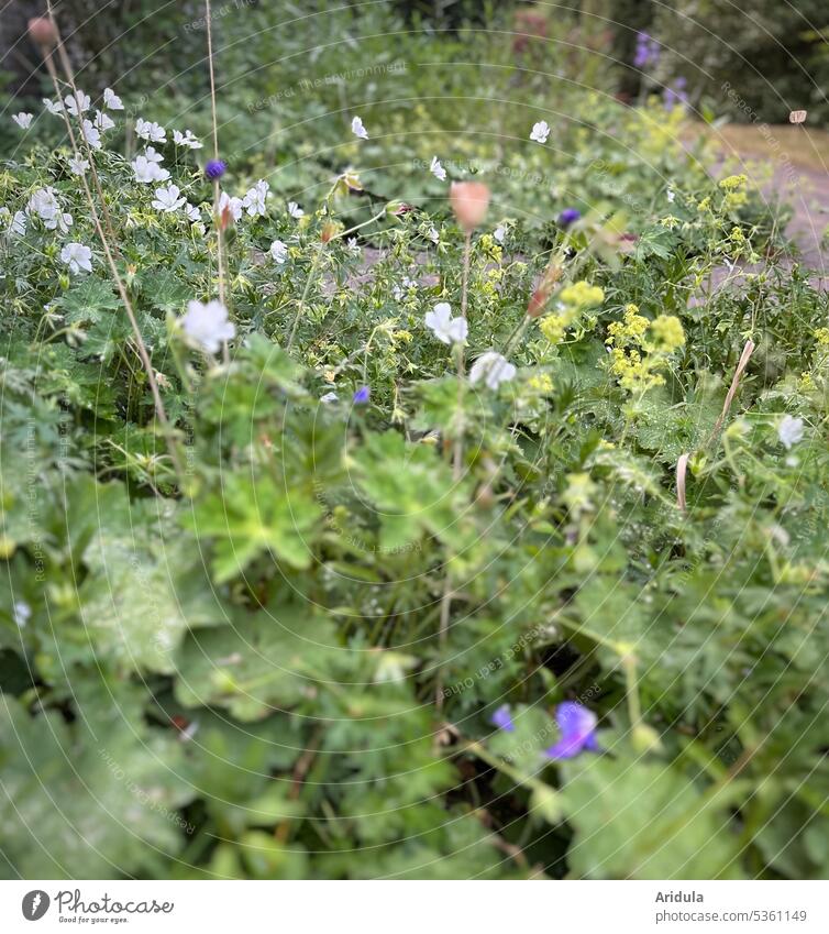 Frauenmantel und weißer Storchschnabel im Vorgarten Alchemilla mollis Natur Garten grün Blatt Pflanze Frauenmantelblatt Außenaufnahme Sommer Blumen Beet