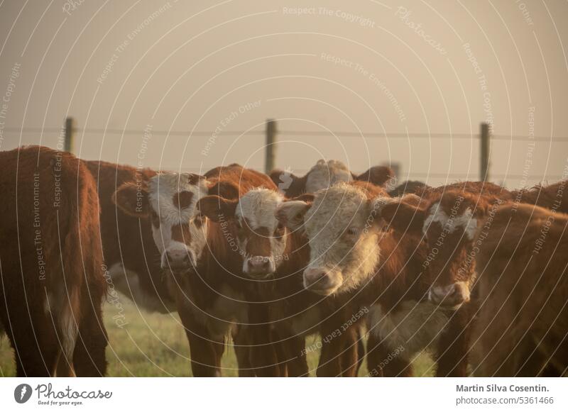 Eine Kuhherde auf dem Lande in Uruguay. Aberdeen Antenne Ackerbau angus Tier Tiere Argentinien Hintergrund Rindfleisch schwarz bovin züchten Wade Kalb Kuh